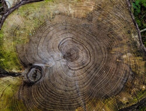 Ofte stillede spørgsmål om vedligeholdelse af træværk: Sådan sikrer du lang levetid